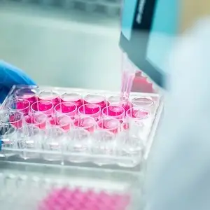 Cell Culture